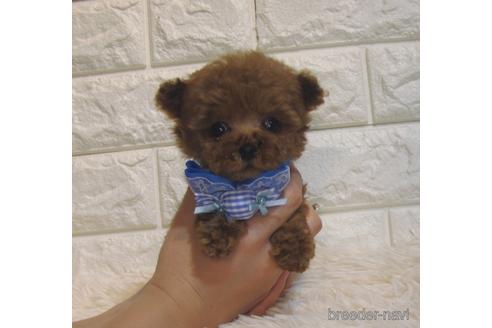 成約済の茨城県のトイプードル-229335の4枚目