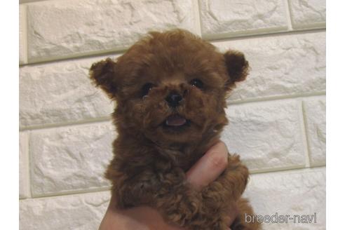 成約済の茨城県のトイプードル-229335の5枚目