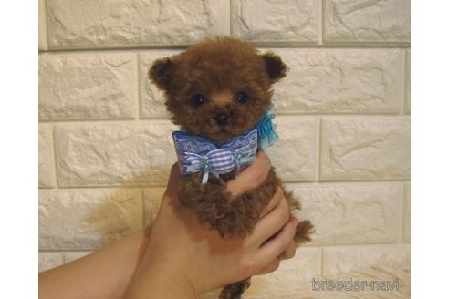 成約済の茨城県のトイプードル-229335