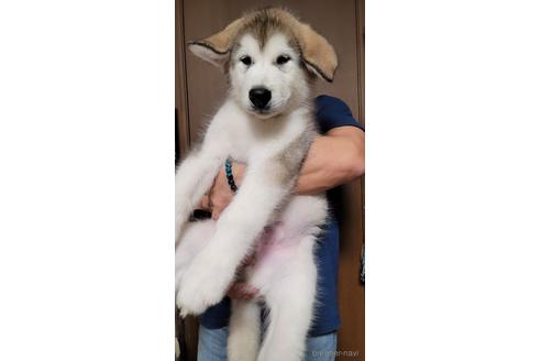 販売中の北海道のアラスカンマラミュート-215263