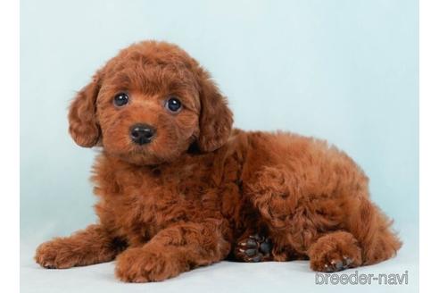 成約済の東京都のトイプードル-229367の2枚目