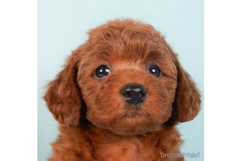 成約済の東京都のトイプードル-229367の3枚目