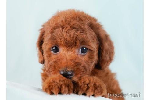 成約済の東京都のトイプードル-229367の4枚目