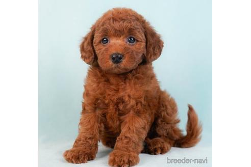 成約済の東京都のトイプードル-229367の1枚目