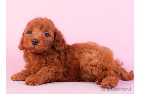 成約済の東京都のトイプードル-229369の2枚目