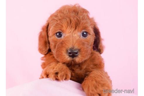 成約済の東京都のトイプードル-229369の3枚目