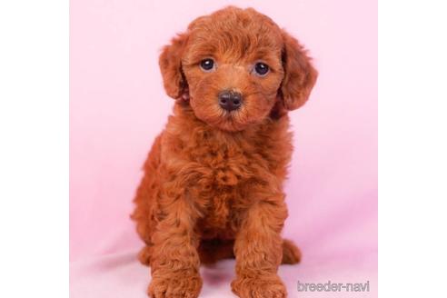 成約済の東京都のトイプードル-229369の4枚目