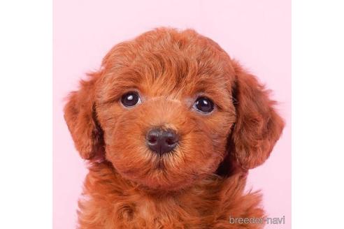 成約済の東京都のトイプードル-229369