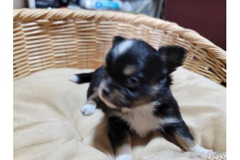成約済の千葉県のチワワ(ロングコート)-227823の1枚目