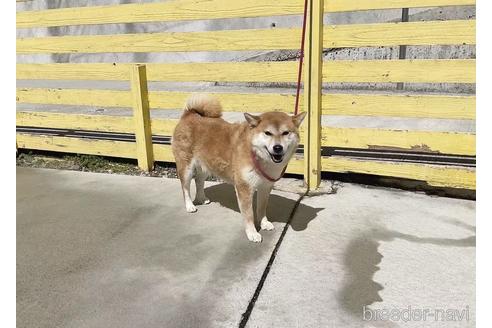 成約済の奈良県の柴犬-229466の2枚目