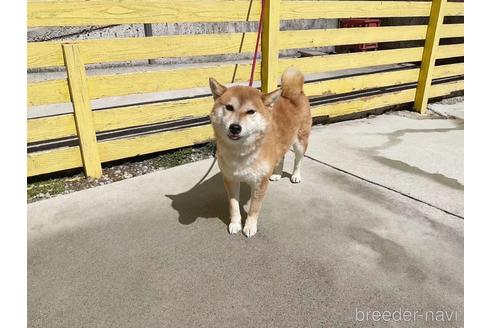 成約済の奈良県の柴犬-229466の3枚目