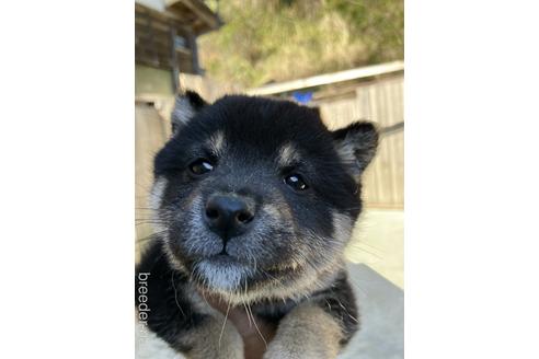 成約済の福島県のミックス犬-223597