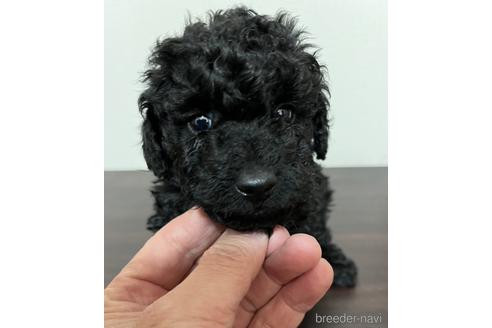 販売中の山口県のタイニープードル-229503