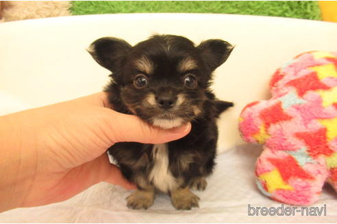 成約済の大阪府のチワワ(ロングコート)-229559の1枚目