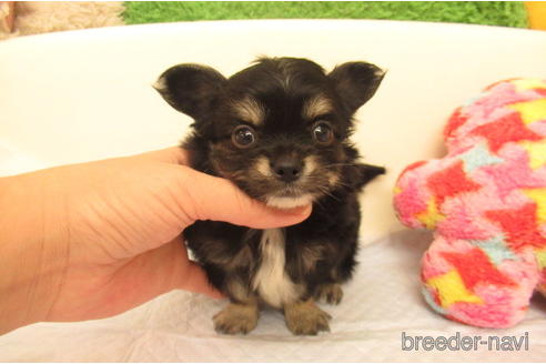 成約済の大阪府のチワワ(ロングコート)-229559の2枚目