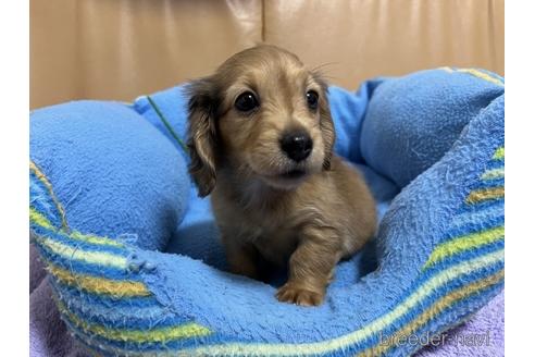 成約済の栃木県のミニチュアダックスフンド(ロングヘアード)-229562の1枚目