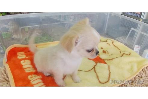 成約済の愛知県のチワワ(ロングコート)-221514の3枚目