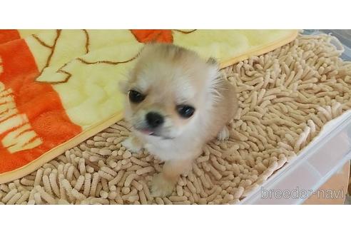 成約済の愛知県のチワワ(ロングコート)-211402の12枚目