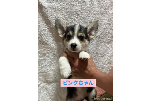 販売中の茨城県のウェルシュコーギーペンブローク-227001