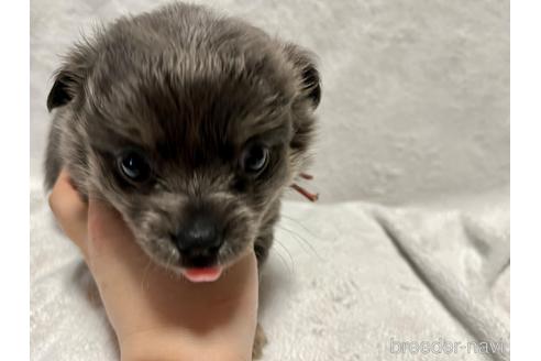 成約済の滋賀県のチワワ(ロングコート)-225810の3枚目