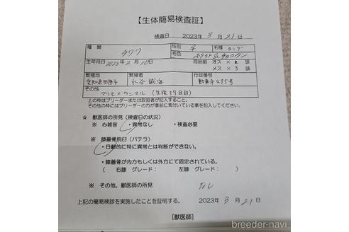 成約済の愛知県のチワワ(ロングコート)-227451の10枚目