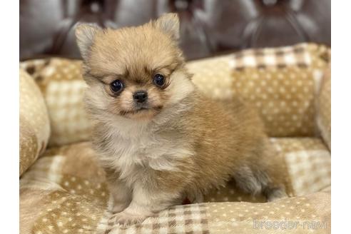 成約済の香川県のポメチワ:ポメラニアン×チワワ-225989の1枚目