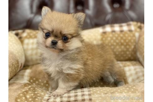 成約済の香川県のポメチワ:ポメラニアン×チワワ-225989の3枚目