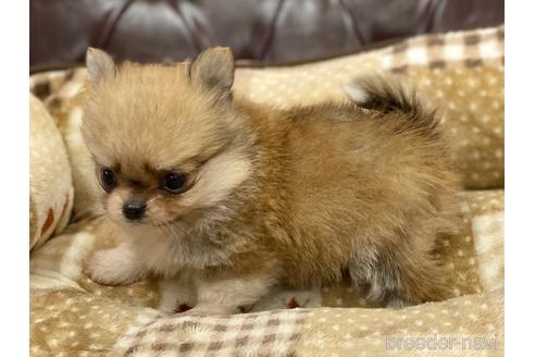 成約済の香川県のポメチワ:ポメラニアン×チワワ-225989の2枚目