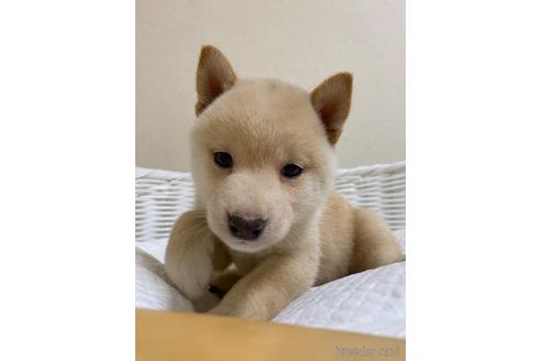 販売中の兵庫県の豆柴-229607