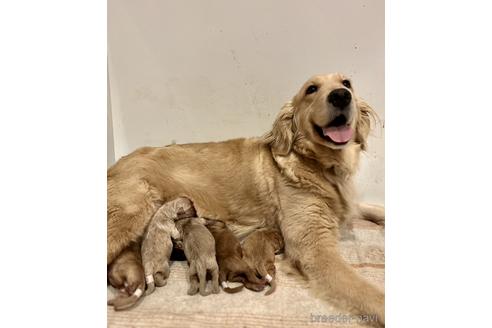 ひまちゃん1枚目