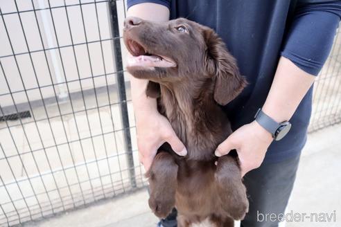 成約済の群馬県のフラットコーテッドレトリーバー-229621の6枚目