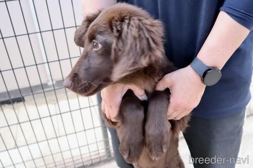 成約済の群馬県のフラットコーテッドレトリーバー-229621の7枚目