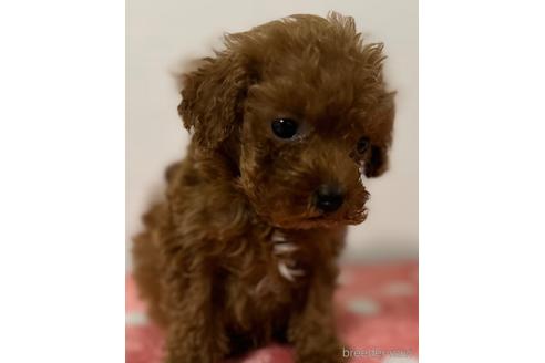 成約済の静岡県のタイニープードル-229640の2枚目