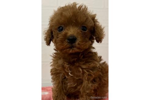 成約済の静岡県のタイニープードル-229640