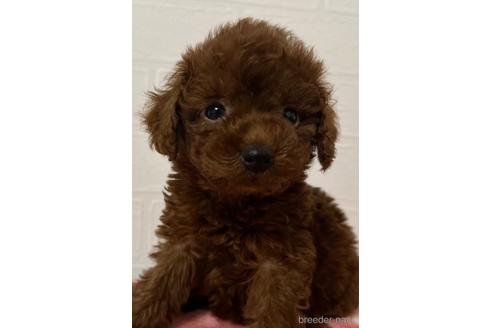 販売中の静岡県のタイニープードル-229642