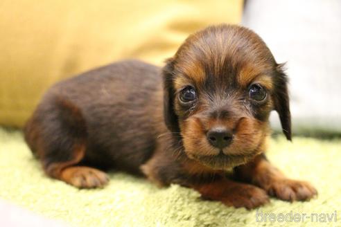成約済の愛知県のカニンヘンダックスフンド(ロングヘアード)-224933の23枚目