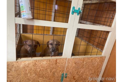 販売中の佐賀県のアメリカンピットブルテリア-210644