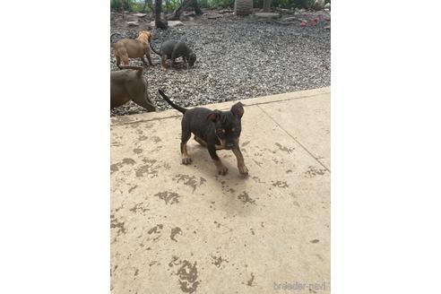 成約済の佐賀県のミックス犬-225621の5枚目