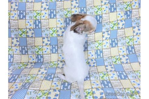 成約済の千葉県のチワワ(ロングコート)-223962の10枚目