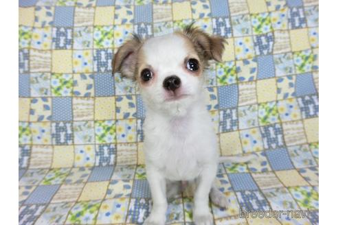 成約済の千葉県のチワワ(ロングコート)-223962の9枚目