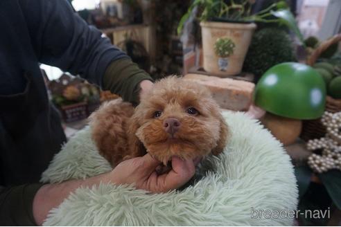 成約済の京都府のチワプー:チワワ×トイプードル-211133の5枚目