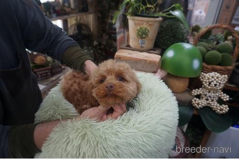 成約済の京都府のチワプー:チワワ×トイプードル-211133の2枚目