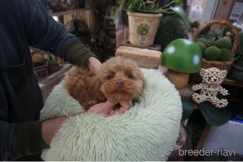 成約済の京都府のチワプー:チワワ×トイプードル-211133の3枚目