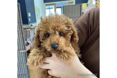 成約済の神奈川県のタイニープードル-220153の4枚目