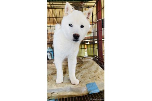 成約済の茨城県の豆柴-220930の5枚目