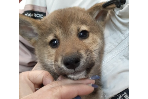 成約済の富山県の柴犬-229739の1枚目