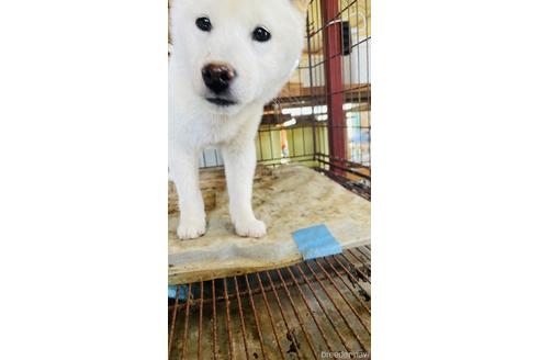 成約済の茨城県の豆柴-220930の3枚目
