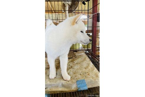 成約済の茨城県の豆柴-220930の2枚目