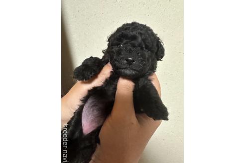 成約済の愛媛県のトイプードル-229747の1枚目