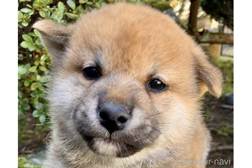 成約済の福井県の柴犬-229751